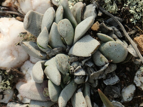 Crassula tecta (Crassula tecta)