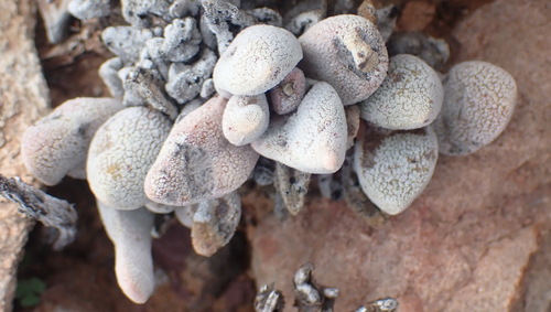 Crassula tecta (Crassula tecta)