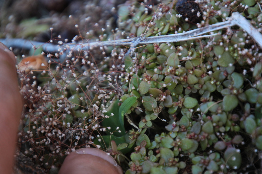 Crassula tenuipedicellata (Crassula tenuipedicellata)