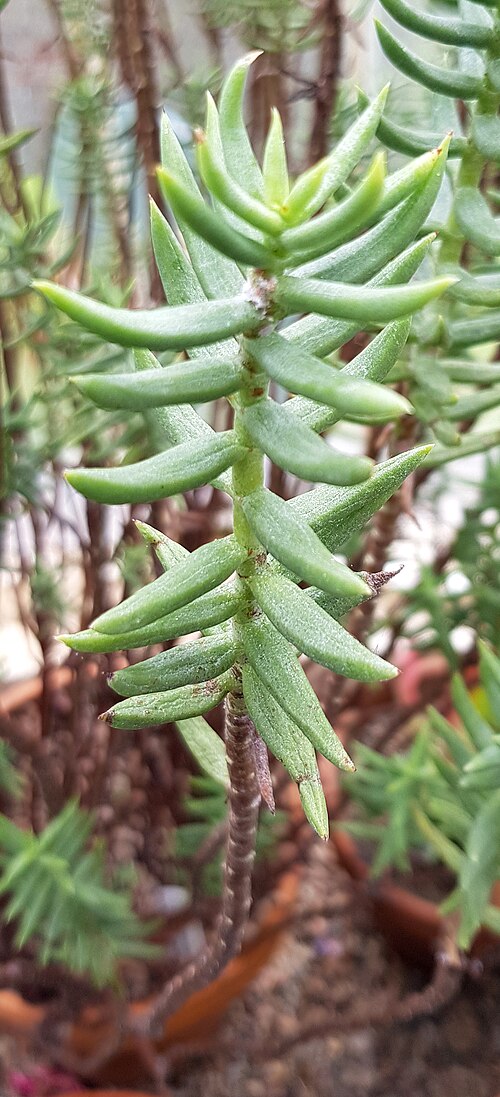 Crassula tetragona: Crassula tetragona.