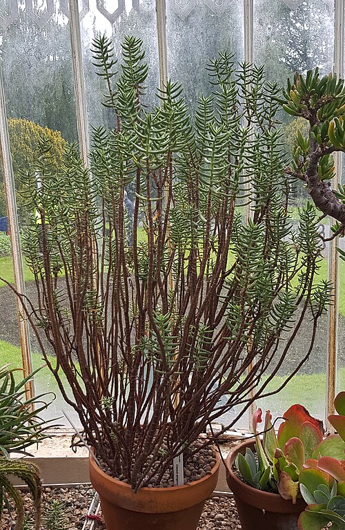 Crassula tetragona: Crassula tetragona.