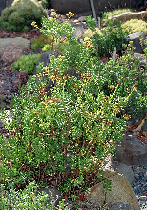 Crassula tetragona: This image shows a few plants of the species Crassula tetragona .
