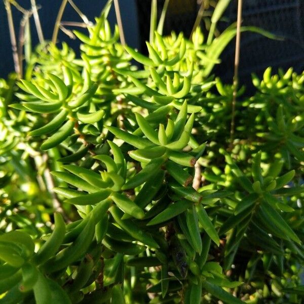 Crassula tetragona (Crassula tetragona)