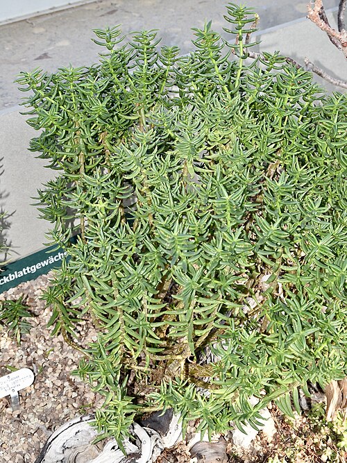 Crassula tetragona: Crassula tetragona. Berggarten Hannover.