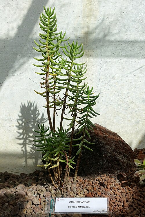 Crassula tetragona: Botanical specimen in the Orto botanico - Rome, Italy.