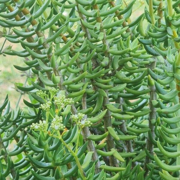 Crassula tetragona (Crassula tetragona)