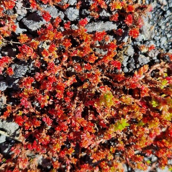 Moss pygmyweed (Crassula tillaea)