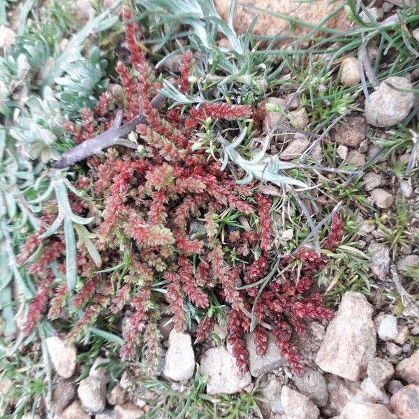 Moss pygmyweed (Crassula tillaea)