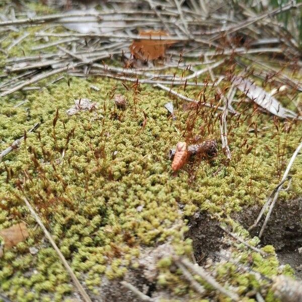 Moss pygmyweed (Crassula tillaea)