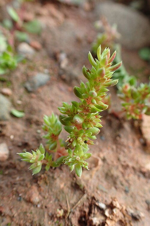Moss pygmyweed: Crassula tillaea in Waride
