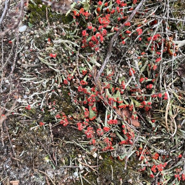 Moss pygmyweed (Crassula tillaea)