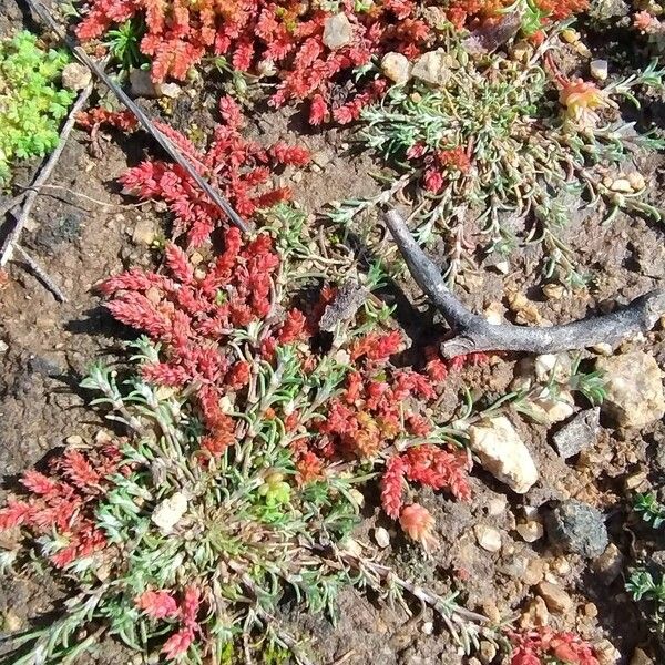 Moss pygmyweed (Crassula tillaea)
