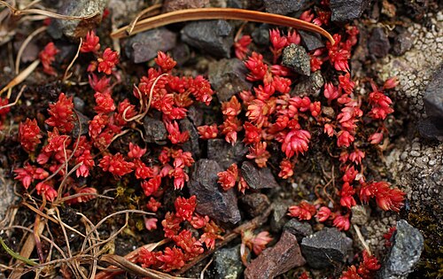 Moss pygmyweed: Crassula tillaea