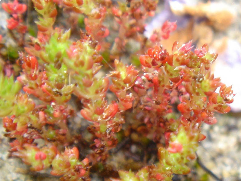 Moss pygmyweed: Crassula tillaea