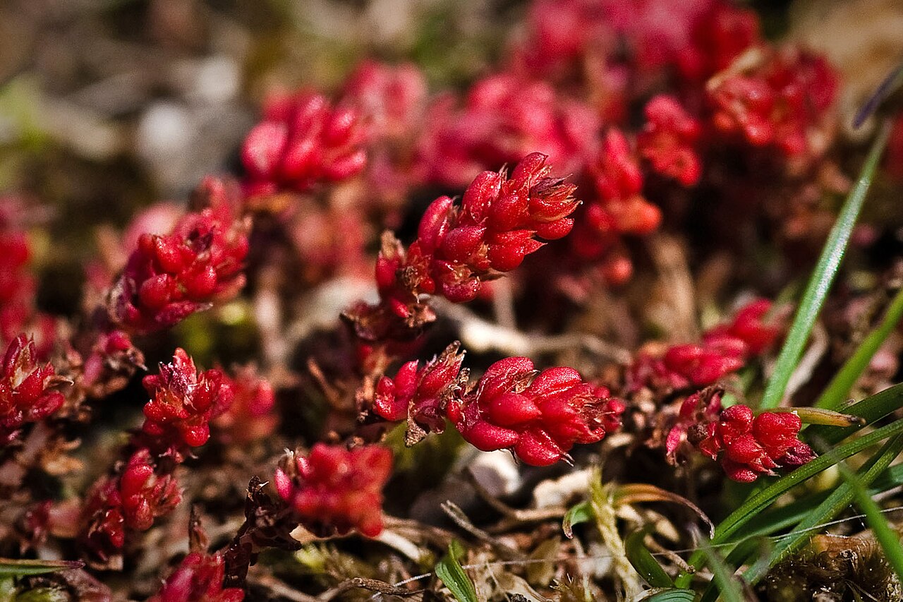 Moss pygmyweed: On the edge of a Quantock car park, there is an area of well grazed and well trodden grass. Within this have appeared patches of brilliant red, made up of these