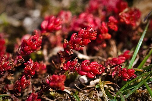 Moss pygmyweed: On the edge of a Quantock car park, there is an area of well grazed and well trodden grass. Within this have appeared patches of brilliant red, made up of these