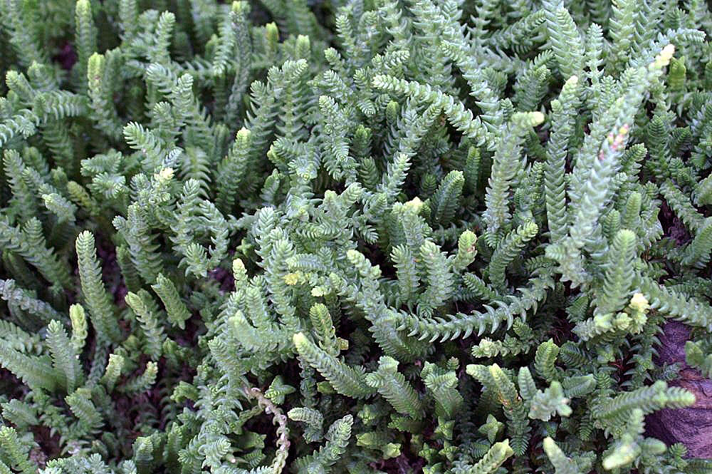 Moss pygmyweed: Location taken: United States Botanic Garden. Names: Crassula tillaea Lester-Garland, Clubmoss Crassula, crassule mousse, Moos Dickblatt, Moos-Teichkraut, Moosd