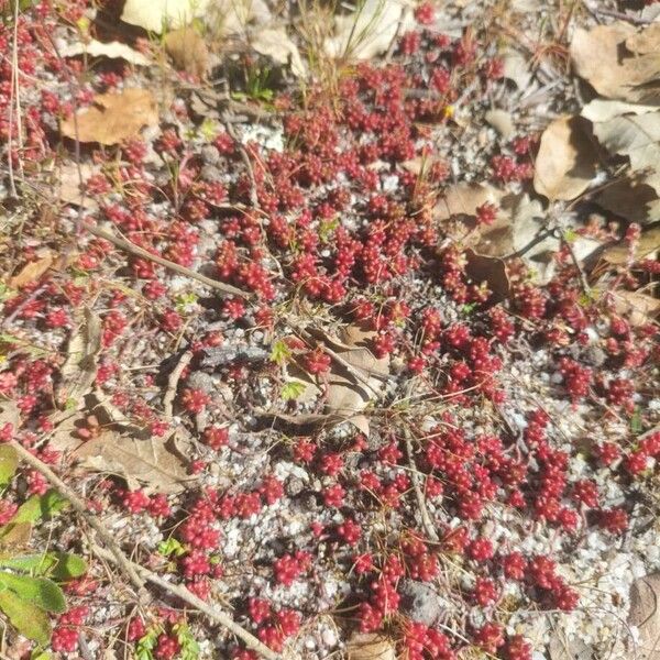 Moss pygmyweed (Crassula tillaea)