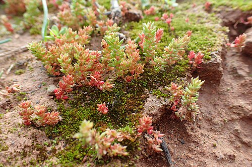 Moss pygmyweed: Crassula tillaea in Waride