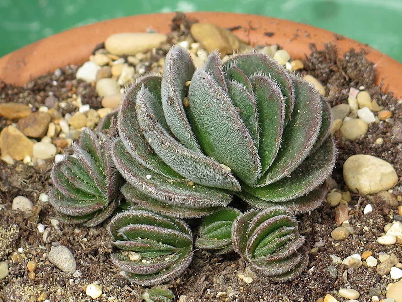 Crassula tomentosa: Una pianta di crassula tomentosa , specie di Crassula
