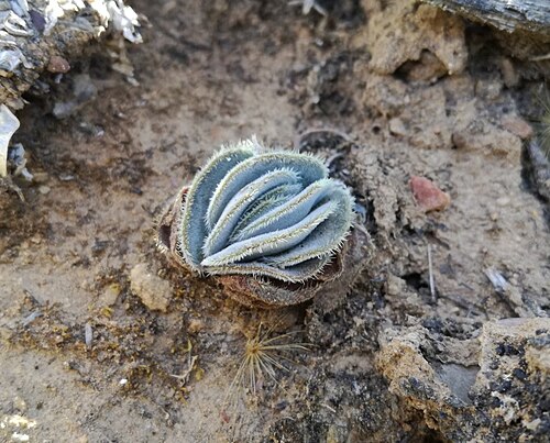 Crassula tomentosa: Crassula tomentosa - Karoo South Africa