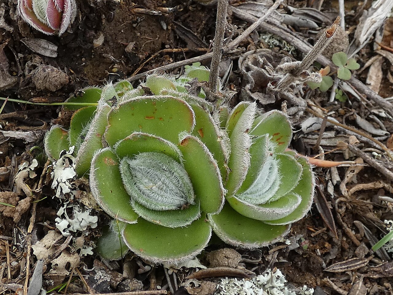 Crassula tomentosa: Crassula tomentosa , photographed on the Gifberg