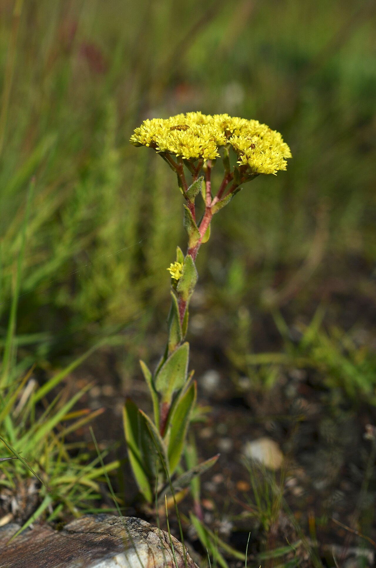 Crassula vaginata: Picture taken in Kitulo National Park.