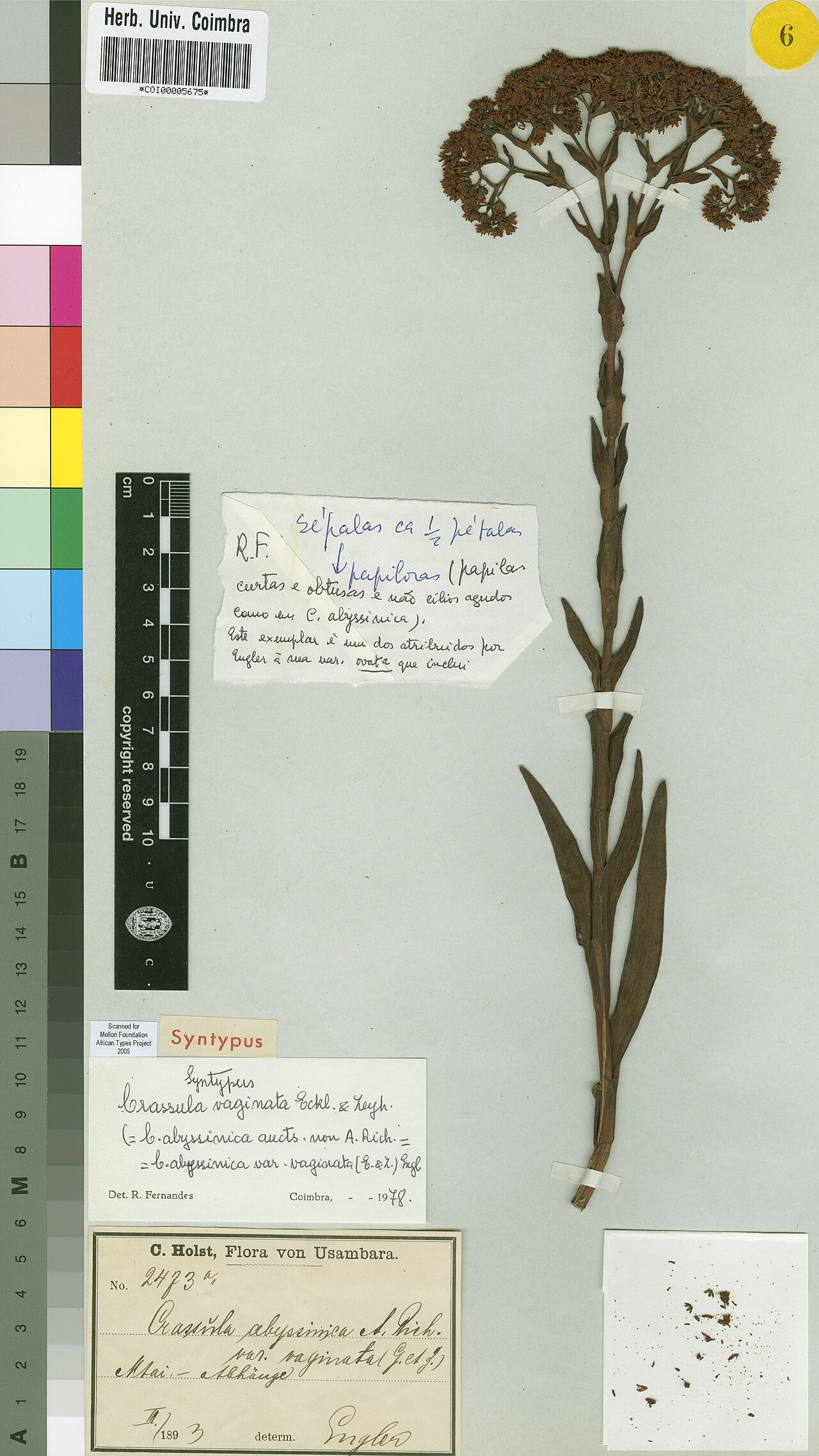 Crassula vaginata: Photograph of Syntype of Crassula vaginata at Herbarium of the University of Coimbra, Portugal (COI). Specimen COI00005675. http://coicatalogue.uc.pt/specimen/C