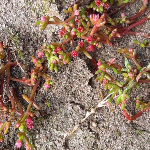 Crassula vaillantii (Crassula vaillantii)