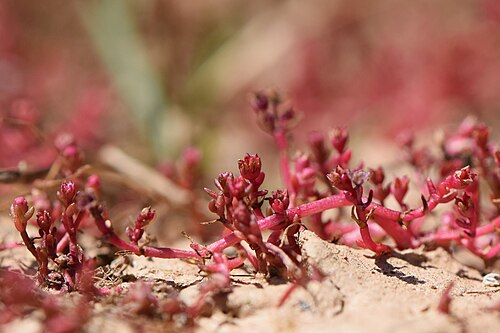 Crassula vaillantii: Crassula vaillantii in Ribeira valley near Alfarrobeira de Baixo in Portugal