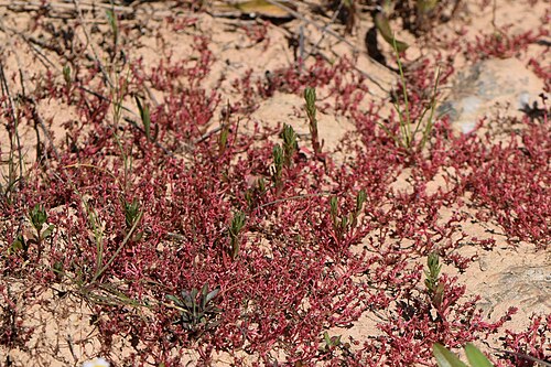 Crassula vaillantii: Crassula vaillantii in Ribeira valley near Alfarrobeira de Baixo in Portugal