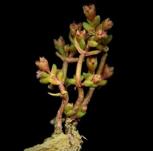 Crassula vaillantii: Crassula vaillantii