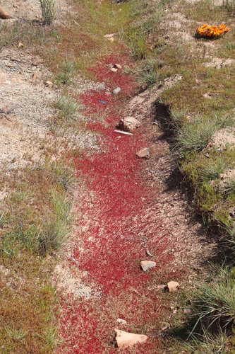 Crassula vaillantii (Crassula vaillantii)