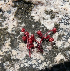 Crassula vaillantii (Crassula vaillantii)