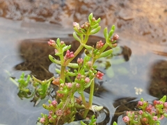 Crassula vaillantii (Crassula vaillantii)