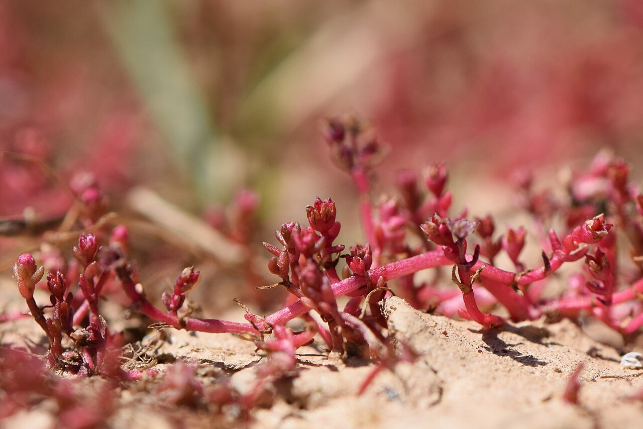 Crassula vaillantii: Crassula vaillantii in Ribeira valley near Alfarrobeira de Baixo in Portugal