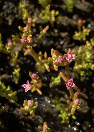 Crassula vaillantii (Crassula vaillantii)