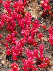 Crassula vaillantii (Crassula vaillantii)
