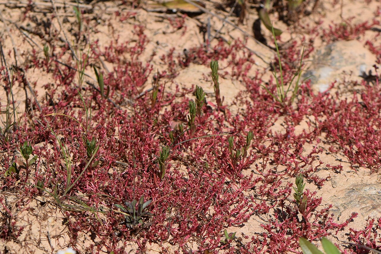 Crassula vaillantii: Crassula vaillantii in Ribeira valley near Alfarrobeira de Baixo in Portugal