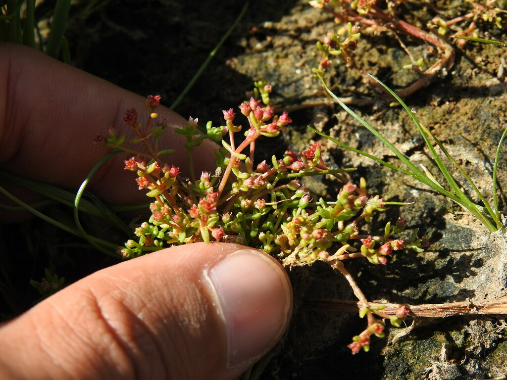 Crassula vaillantii (Crassula vaillantii)