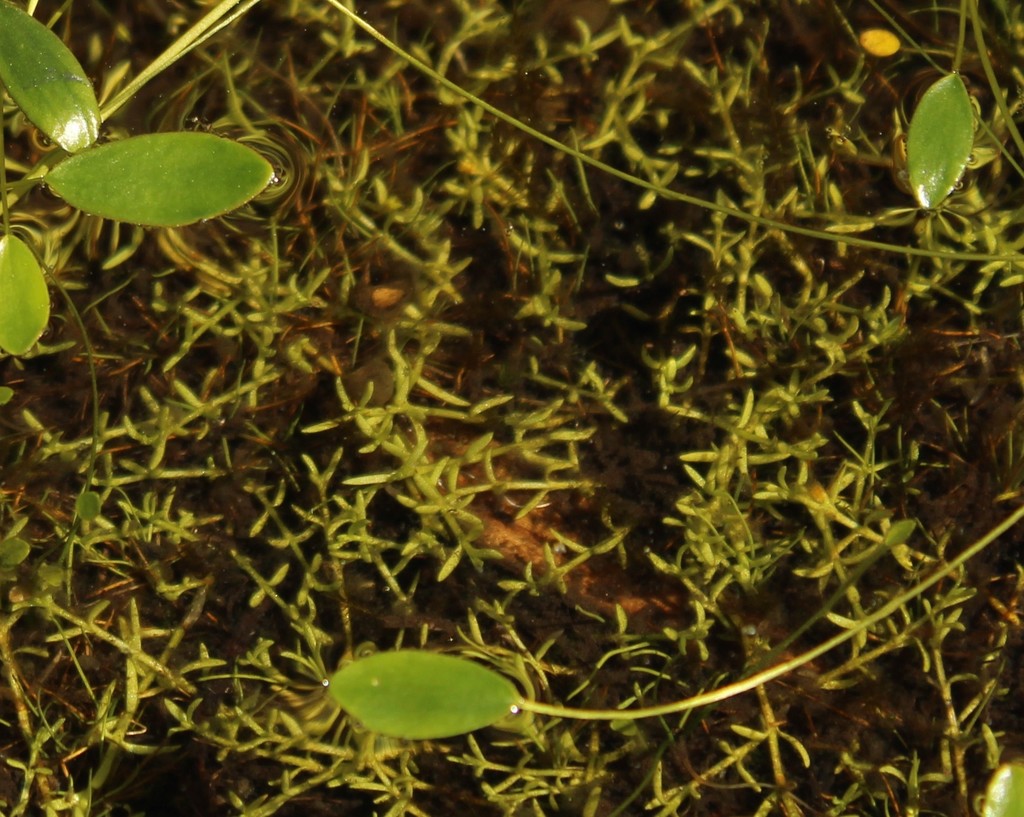 Crassula venezuelensis (Crassula venezuelensis)