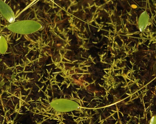 Crassula venezuelensis (Crassula venezuelensis)