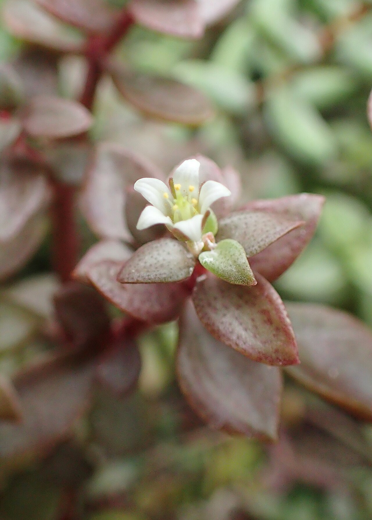 Crassula volkensii: Crassula volkensii in Wrocław University Botanical Garden