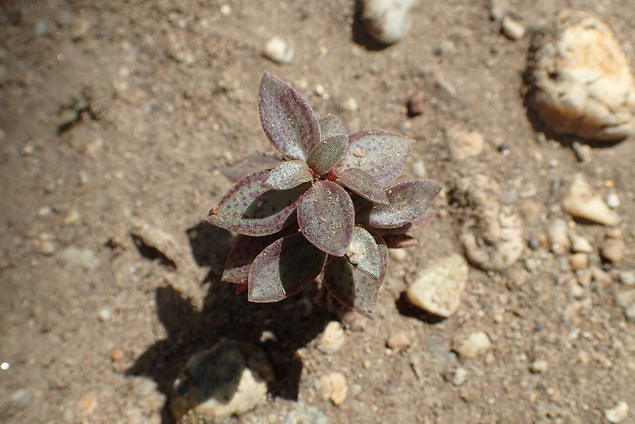 Crassula volkensii: Crassula volkensii in Botanical Garden of the University of Debrecen