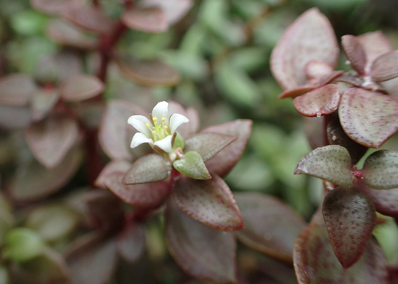 Crassula volkensii: Crassula volkensii in Wrocław University Botanical Garden