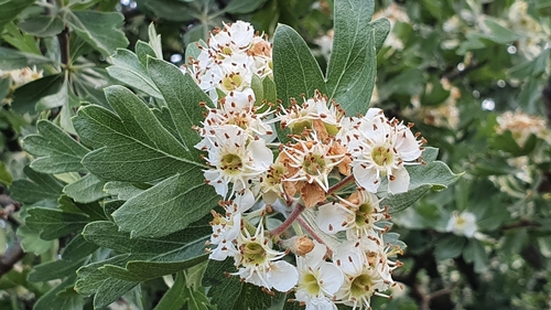 Azarole (Crataegus azarolus)