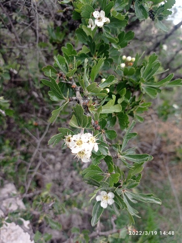 Azarole (Crataegus azarolus)