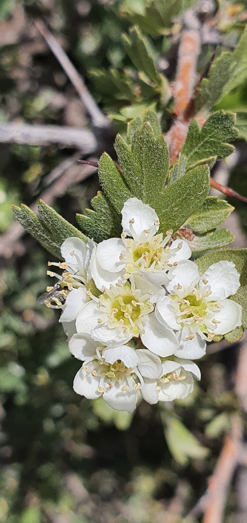 Azarole (Crataegus azarolus)