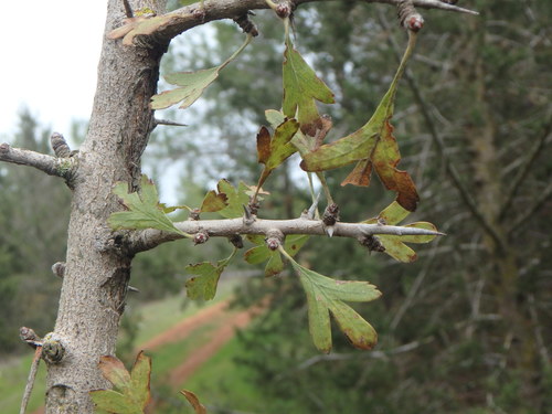 Azarole (Crataegus azarolus)