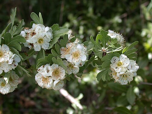Azarole: Crataegus azarolus L. (syn. C. aronia (L.) DC.) (עוזרר קוצני), Upper Galilee, Israel, April 16, 2008.
